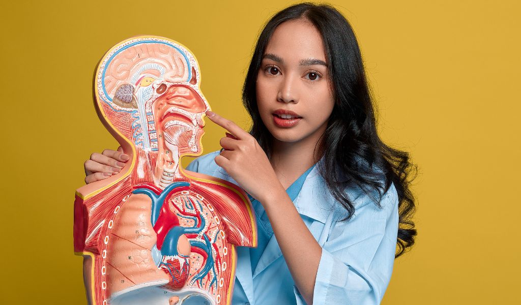 Tai mũi họng là gì? Phân tích cấu tạo và vai trò của tai mũi họng